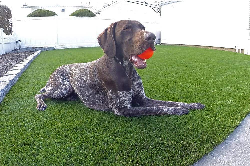 Flagstaff artificial turf for dogs